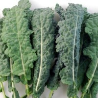 Kale Toscano Orgánico